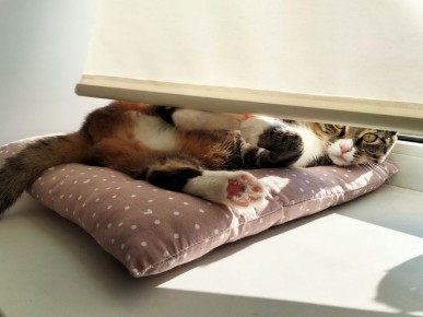 ��� ������ ������� ����� ����������� ������������: 7 ����������� �������� ��� ��������