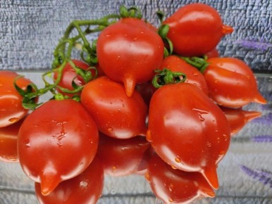 ����� ���� �������: ��������� ����������� �� ����������� ��� �������