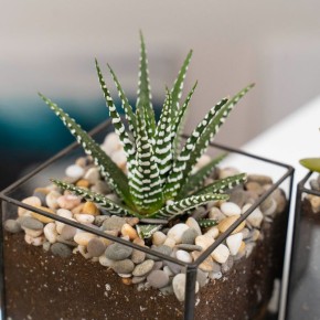 Эффектные и стойкие: идеальные комнатные растения для современных мужчин