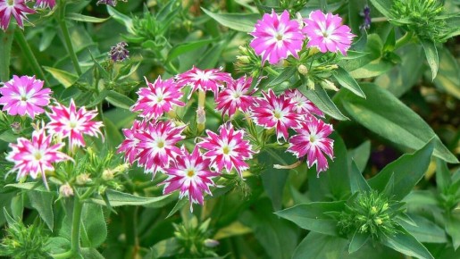 ������ ��� ������: ����� ������ � ��� ���������, ����� ����� ��� ����