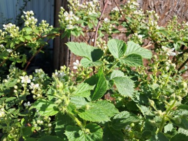 Почему начинают желтеть листья ежевики и как это понять без паники