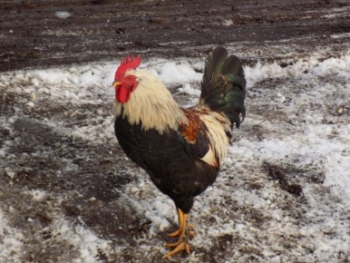 ��� ������� ������ ��� ������ ��������: ����������� � ���������� ������