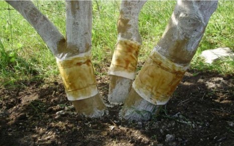 ��� ������ ������ �������� ������� �� ���������� � ������� ������ ������