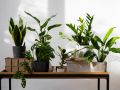 Осень на подоконниках: как избежать потери листьев у комнатных растений