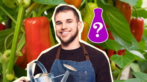 Пересаженные в теплицу перцы точно приживутся: в открытом грунте полейте этим настоем