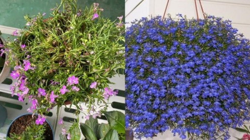 ��� ��������� �������: ������������� ������ ��� ���������