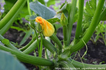 ��� ���������� ������� ��� �������� ������: ������ � �������