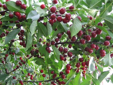 ������ ������� ������������ ���������� � ������� ����������?