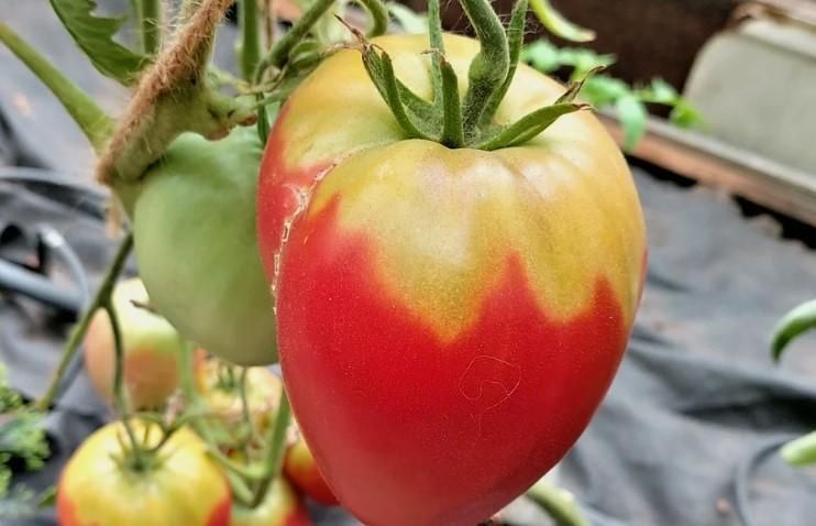Почему на помидорах появляются желтые плечики: ищем причины