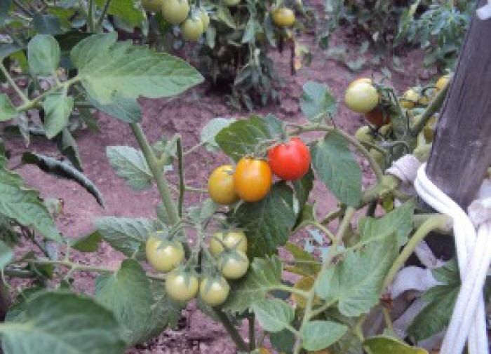 Секреты успешного использования суперфосфата: две ошибки дачников, мешающие урожаю