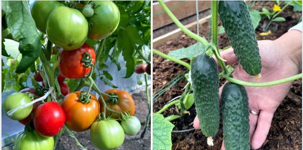 Томаты и огурцы в одной теплице: как добиться гармонии