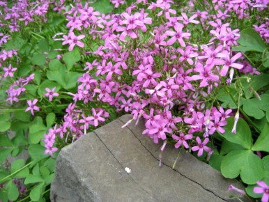 ��� �������� ������ ������� �� ����������� ��������