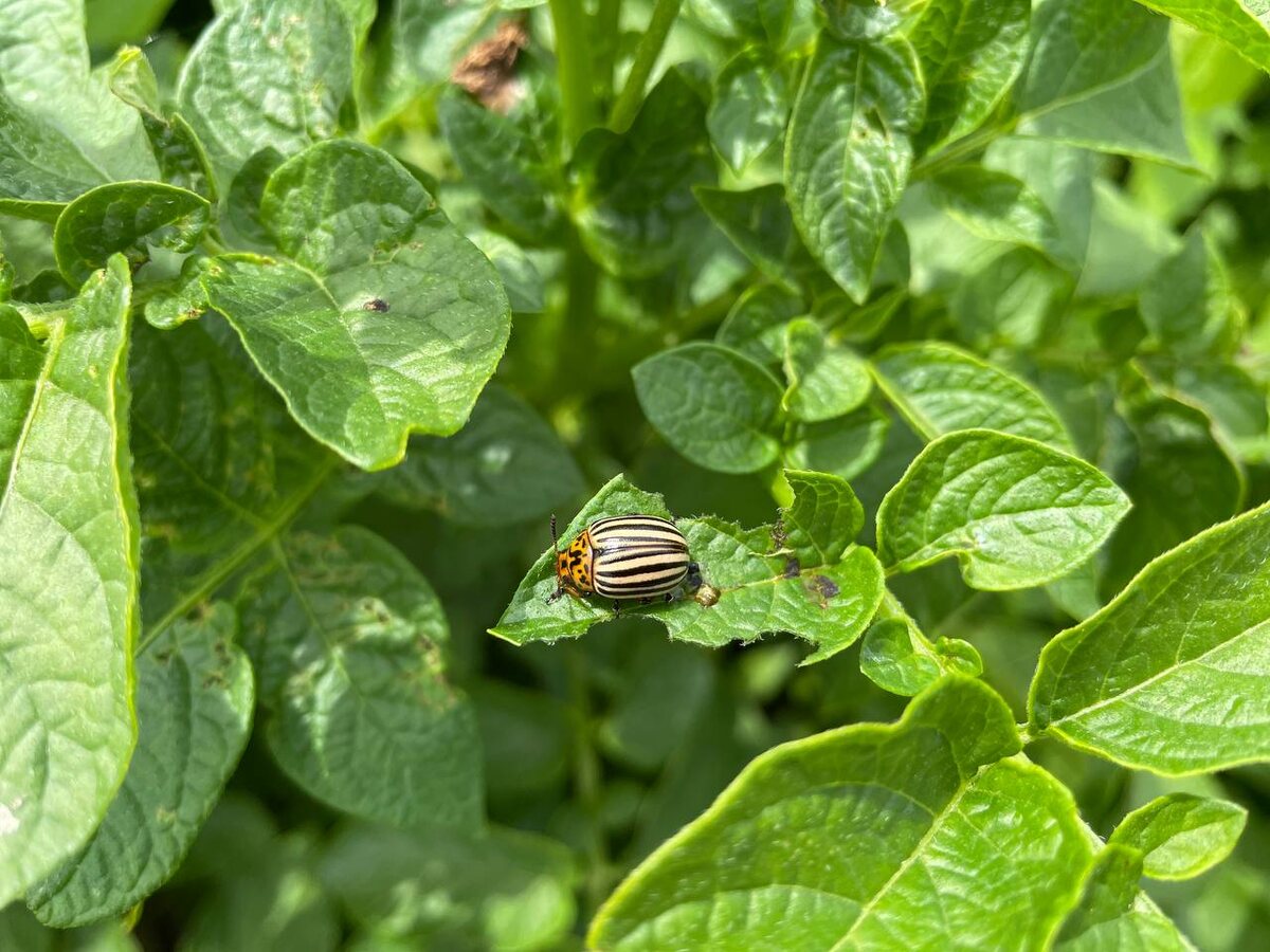 Новый препарат против колорадского жука: эффективность на всех стадиях