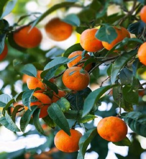 ��� ������� ��������� ��������� ��� ����������� �����