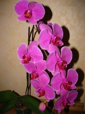 ��� ��������� ��������� �� �������� ���������� ����� �������