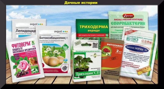 ������ ������������ ��� ������ ����: ������ �� ������� �������