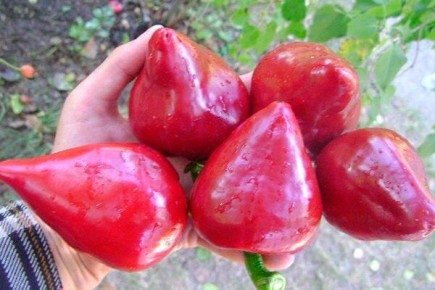 ����������� ����� ����: ������� ������ ��� ������� �������