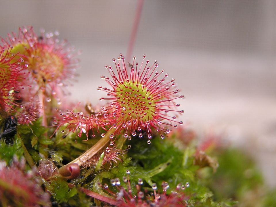 ���� �� ��������: ������ ������� ������� �������� �����