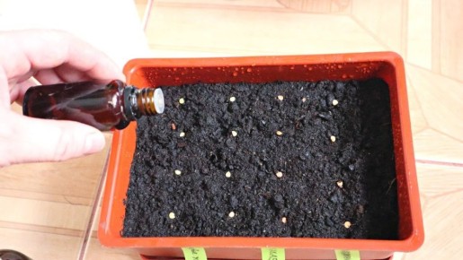 ��� ��������� ���������: ������� ������ ������� �� �������