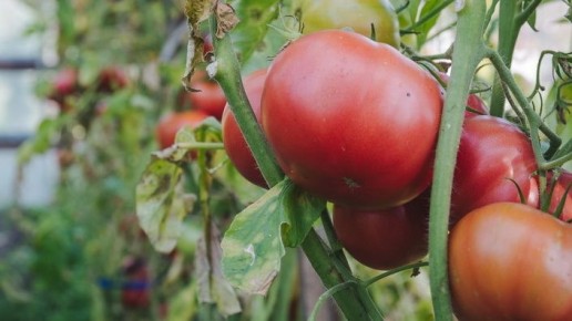 ��� ������� ����� �������� ���������� ��� ������� �������