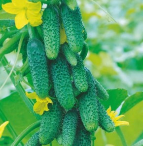 ����� ��������� ������: ������� ������ ������� � ����