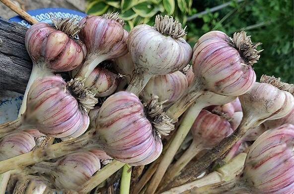 ��� ���������� ����������� ��������� ������� ������ �� ������