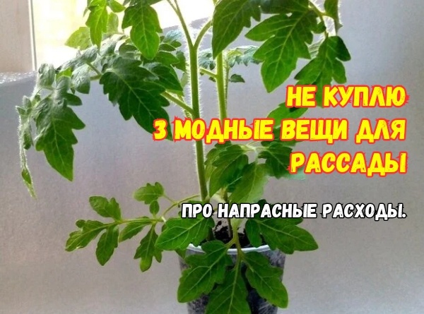 Экономия на рассаде: как сэкономить 2000 рублей и вырастить здоровые растения без лишних затрат