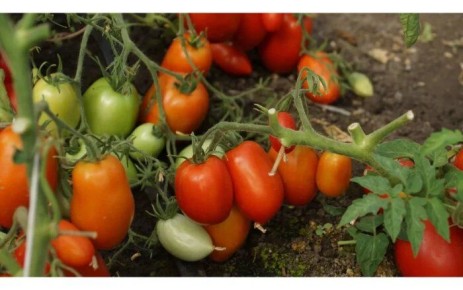 ����� ������: ������������� ���� ��� ������ �������