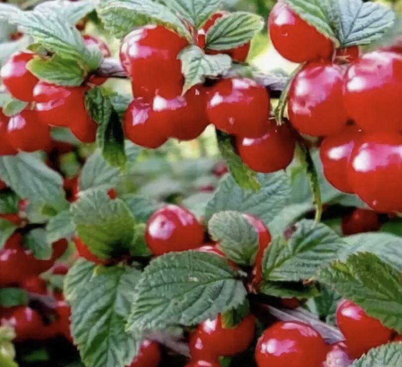 Размножение войлочной вишни: секреты успеха отводками