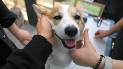 ����������� �������� ��������: ������������ � ������ �������� �����