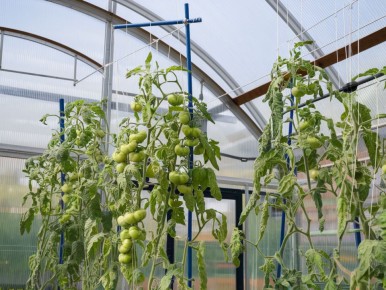 ��� ���������� � ��������� ���������� � �������: ����������� �������