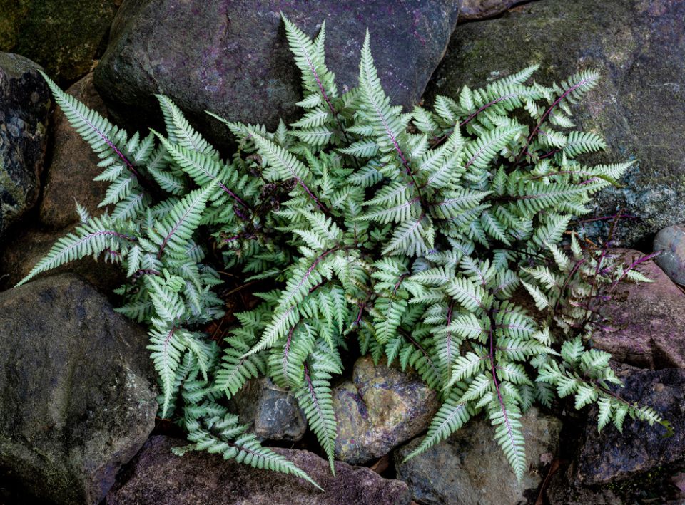 ��������� �������� ������: ����������� � ����������� �������