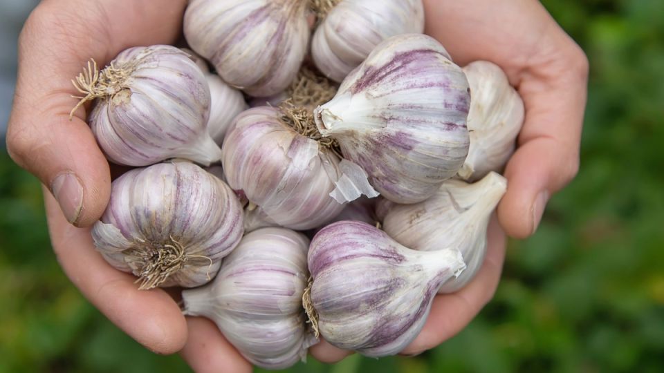 ��� ��������� ������������ ������ ������: ������ ��������