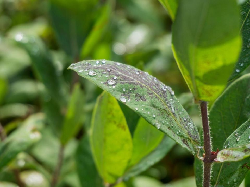 ����� ����� ���������� ����������: ��� ��������� ��� � �������� �������