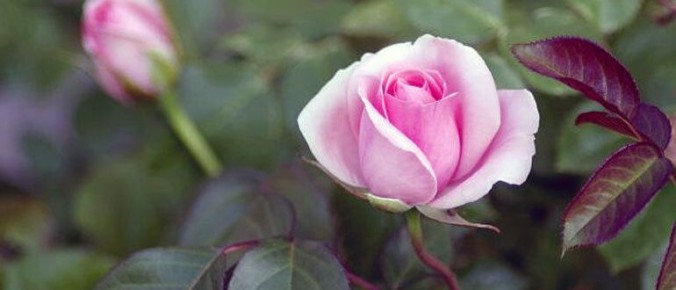 Как правильно подкормить розы для пышного цветения