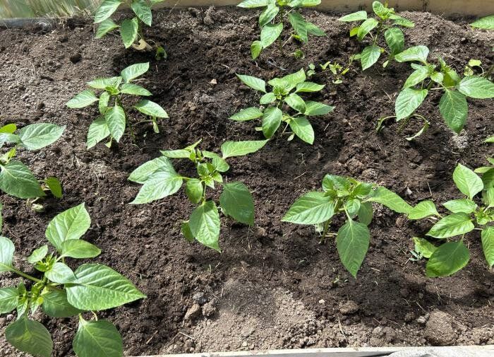 ����� ������������� �����: ������� ��������� ����� � ����