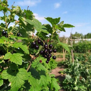 ������� ������ ��� ���������: ��� �������� ������ ������