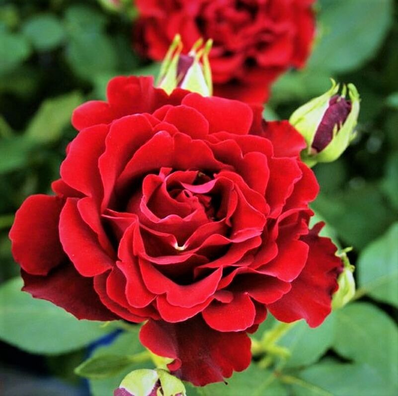 Удивительные открытия в мире садоводства: как пересортица может обрадовать