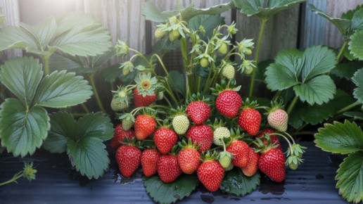 ��� ������� ����� ������� ��������: ������� ������������ �����