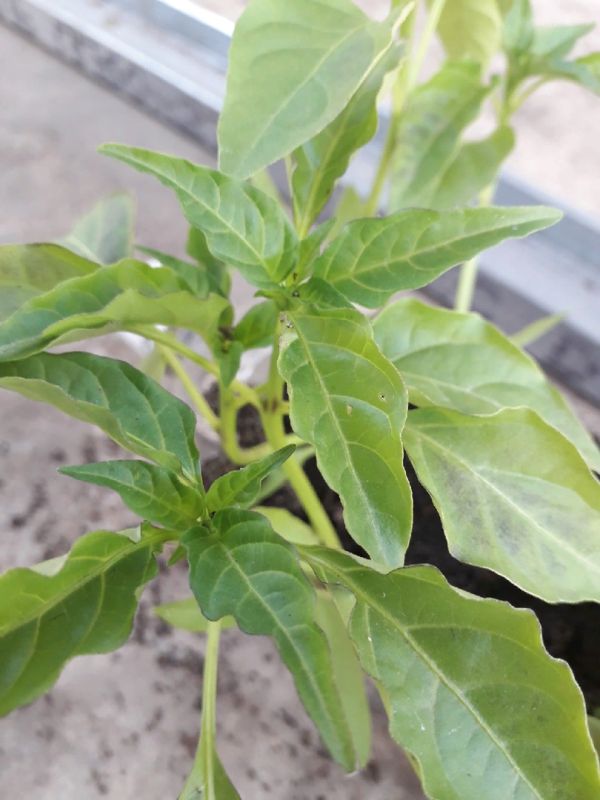 ��� ������� ���������� � ������ ������: ����������� ������