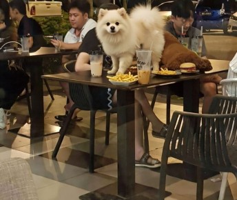 Когда любовь к питомцу превращается в абсурд: неадекватные ситуации в кафе