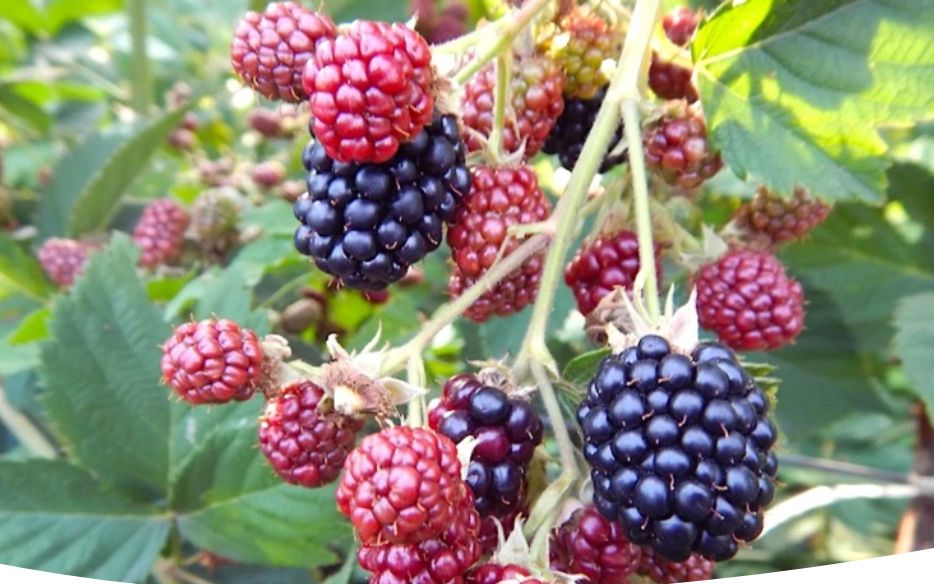 ��� ��������� �������� � ��������� �� ��������: �������� ������ ��� ��������