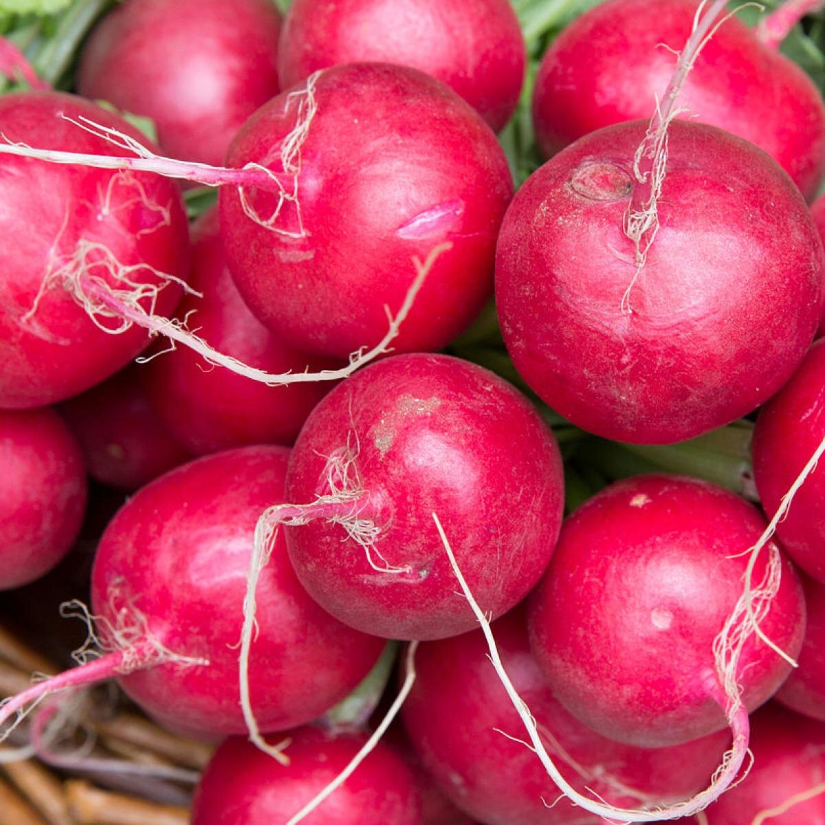 Как добиться четырёх урожаев редиса за сезон