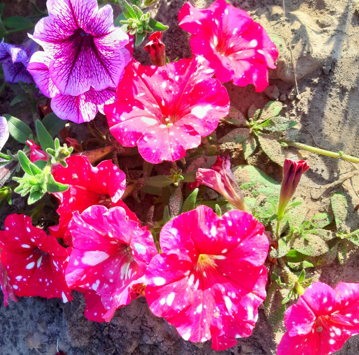 Петунии: Вдохновляющая палитра космических цветов