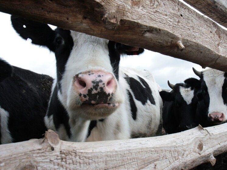 ��� ������� ����������� ������: ������������ ����������������