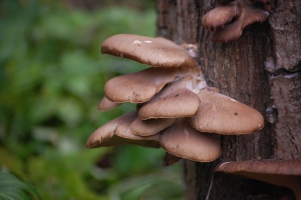 ��� ����� ������� ������� � ����� �������