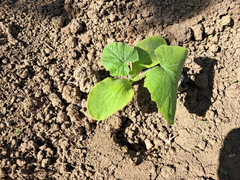 ��� ������������ ��������� ����� ����� ��������� �������