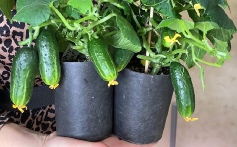 Как вырастить огурцы на подоконнике круглый год