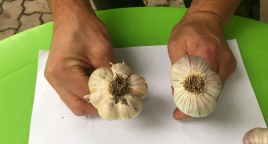 Как правильно обрезать чеснок для длительного хранения