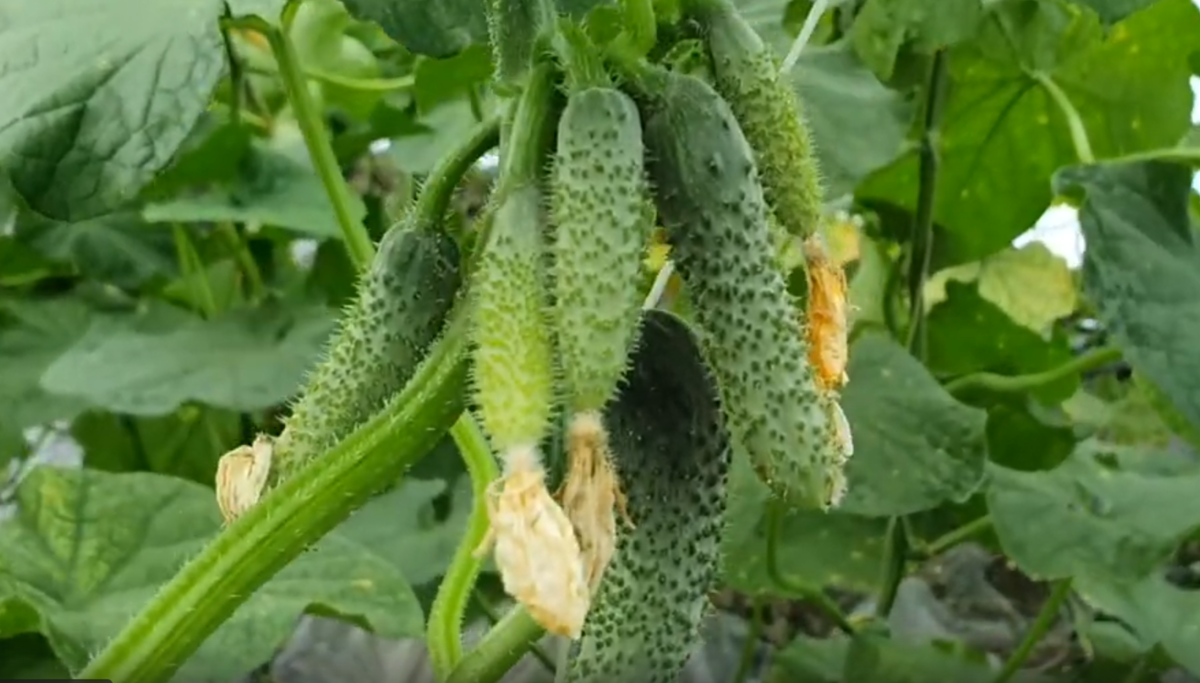 10 лучших гибридов огурцов: как выбрать урожайные и развеять мифы о ГМО